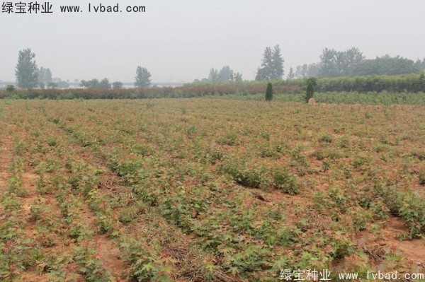 五角楓<a href='http://m.wuzhouwash.com/' target='_blank'>種子</a>
