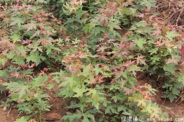 <a href='http://m.wuzhouwash.com/linmuzhongzi/1781.html' target='_blank'>五角楓種子</a>