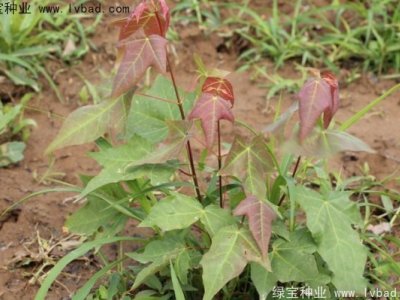 五角楓種子