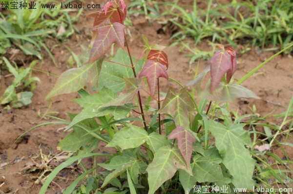 <a href='http://m.wuzhouwash.com/linmuzhongzi/1781.html' target='_blank'>五角楓種子</a>