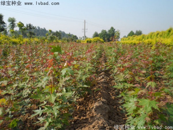 五角楓<a href='http://m.wuzhouwash.com/' target='_blank'>種子</a>