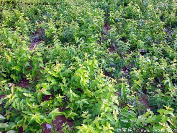 <a href='http://m.wuzhouwash.com/linmuzhongzi/1782.html' target='_blank'>金銀木種子</a>