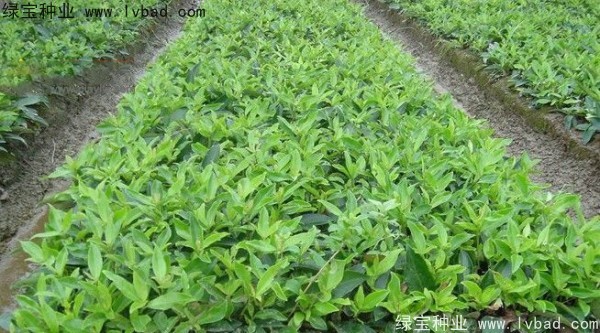 金銀木<a href='http://m.wuzhouwash.com/' target='_blank'>種子</a>