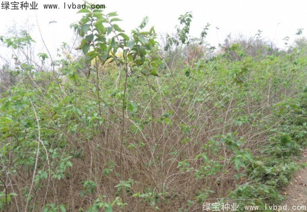 <a href='http://m.wuzhouwash.com/linmuzhongzi/1782.html' target='_blank'>金銀木種子</a>