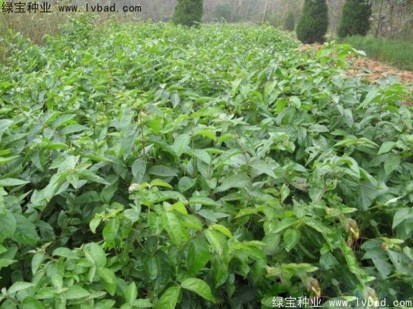 金銀木<a href='http://m.wuzhouwash.com/' target='_blank'>種子</a>