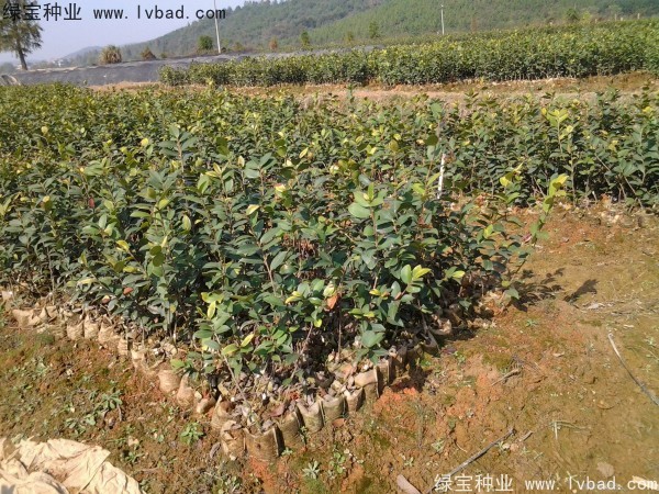 紅花<a href='http://m.wuzhouwash.com/linmuzhongzi/2252.html' target='_blank'>油茶種子</a>