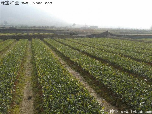 <a href='http://m.wuzhouwash.com/linmuzhongzi/1784.html' target='_blank'>紅花油茶種子</a>