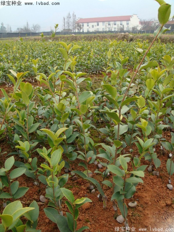 紅花<a href='http://m.wuzhouwash.com/linmuzhongzi/2252.html' target='_blank'>油茶</a><a href='http://m.wuzhouwash.com/' target='_blank'>種子</a>
