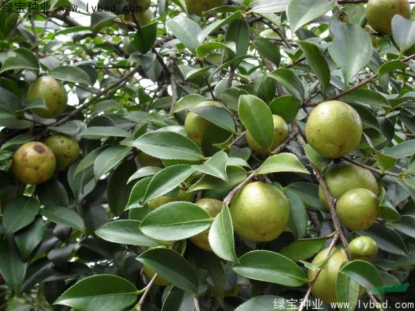 <a href='http://m.wuzhouwash.com/linmuzhongzi/1784.html' target='_blank'>紅花油茶</a>種子