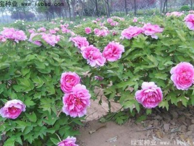 牡丹種子