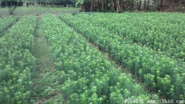 <a href='http://m.wuzhouwash.com/linmuzhongzi/1786.html' target='_blank'>羅漢松種子</a>