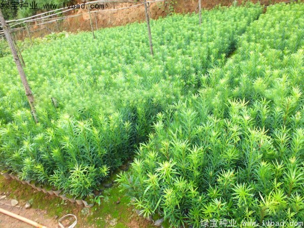 羅漢松<a href='http://m.wuzhouwash.com/' target='_blank'>種子</a>