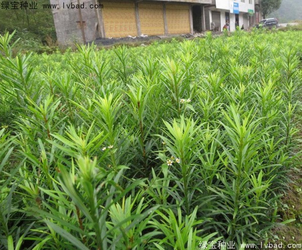 羅漢松<a href='http://m.wuzhouwash.com/' target='_blank'>種子</a>