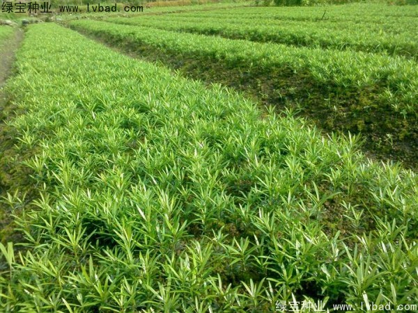 <a href='http://m.wuzhouwash.com/linmuzhongzi/1786.html' target='_blank'>羅漢松種子</a>