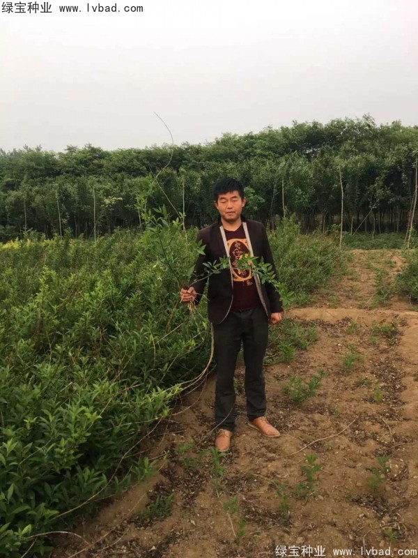<a href='http://m.wuzhouwash.com/linmuzhongzi/1787.html' target='_blank'>連翹種子</a>