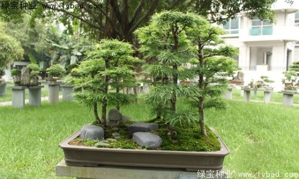 <a href='http://m.wuzhouwash.com/linmuzhongzi/1788.html' target='_blank'>金錢松種子</a>