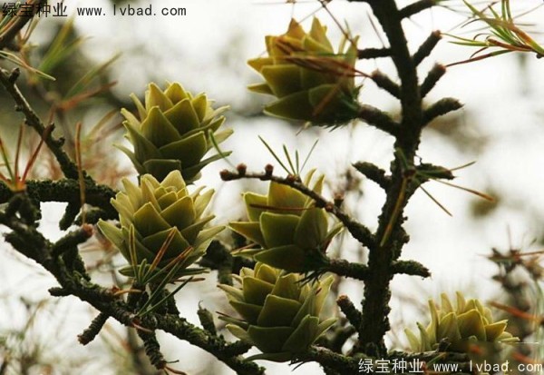 金錢松<a href='http://m.wuzhouwash.com/' target='_blank'>種子</a>