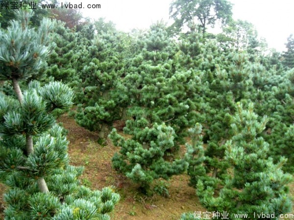 <a href='http://m.wuzhouwash.com/linmuzhongzi/1792.html' target='_blank'>大阪松種子</a>