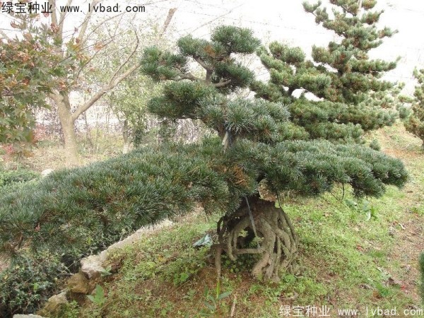 <a href='http://m.wuzhouwash.com/linmuzhongzi/1792.html' target='_blank'>大阪松</a><a href='http://m.wuzhouwash.com/' target='_blank'>種子</a>