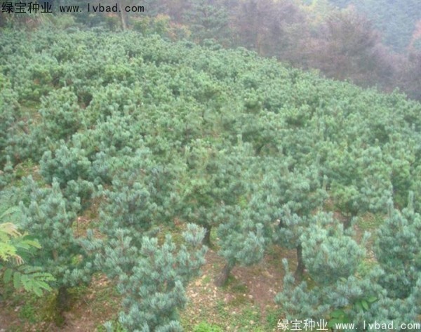 <a href='http://m.wuzhouwash.com/linmuzhongzi/1792.html' target='_blank'>大阪松</a><a href='http://m.wuzhouwash.com/' target='_blank'>種子</a>