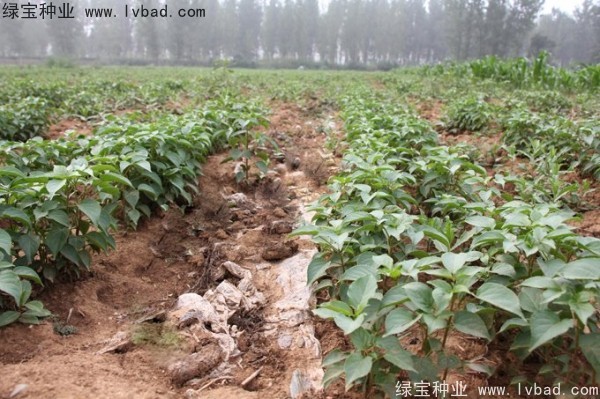 <a href='http://m.wuzhouwash.com/linmuzhongzi/1793.html' target='_blank'>重陽木</a><a href='http://m.wuzhouwash.com/' target='_blank'>種子</a>