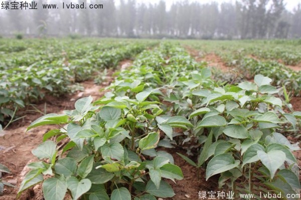 <a href='http://m.wuzhouwash.com/linmuzhongzi/1793.html' target='_blank'>重陽木種子</a>