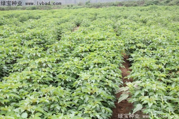 重陽木<a href='http://m.wuzhouwash.com/' target='_blank'>種子</a>