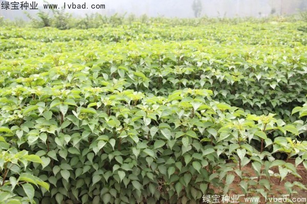 重陽木<a href='http://m.wuzhouwash.com/' target='_blank'>種子</a>