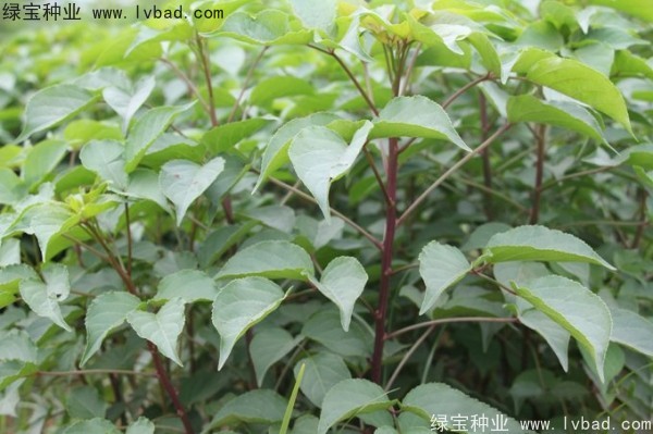 <a href='http://m.wuzhouwash.com/linmuzhongzi/1793.html' target='_blank'>重陽木種子</a>