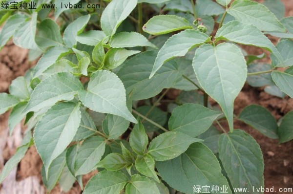 重陽木種子