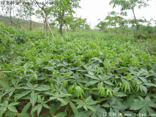 <a href='http://m.wuzhouwash.com/linmuzhongzi/1794.html' target='_blank'>發(fā)財(cái)樹(shù)種子</a>