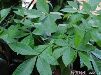 發(fā)財樹種子