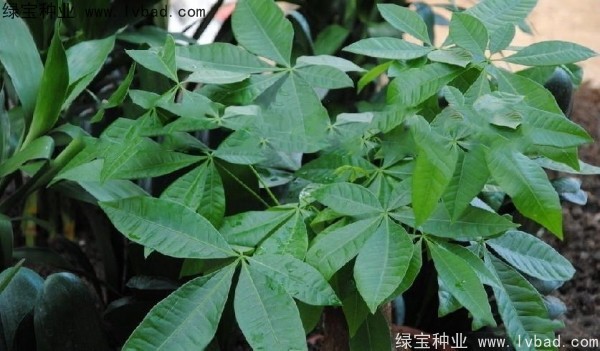 <a href='http://m.wuzhouwash.com/linmuzhongzi/1794.html' target='_blank'>發(fā)財(cái)樹(shù)種子</a>