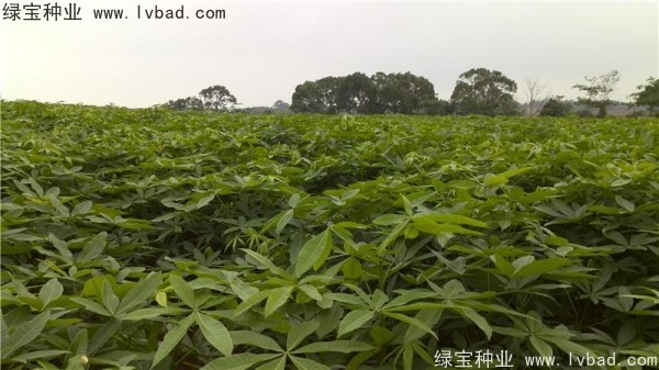 <a href='http://m.wuzhouwash.com/linmuzhongzi/1794.html' target='_blank'>發(fā)財(cái)樹(shù)</a><a href='http://m.wuzhouwash.com/' target='_blank'>種子</a>
