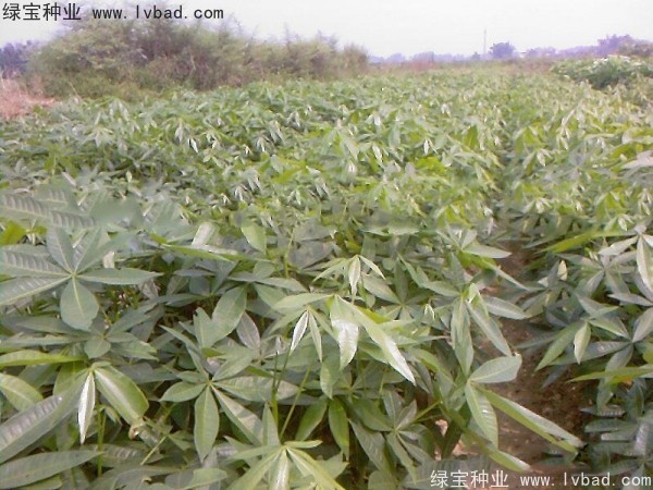 發(fā)財(cái)樹(shù)種子