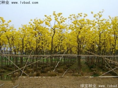 黃花風(fēng)鈴木種子