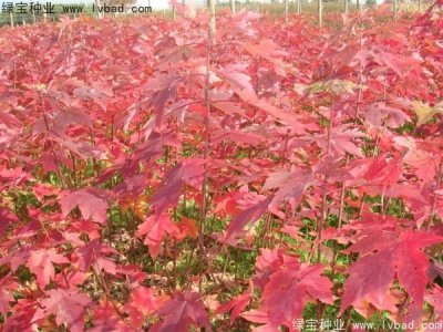 美國紅楓種子