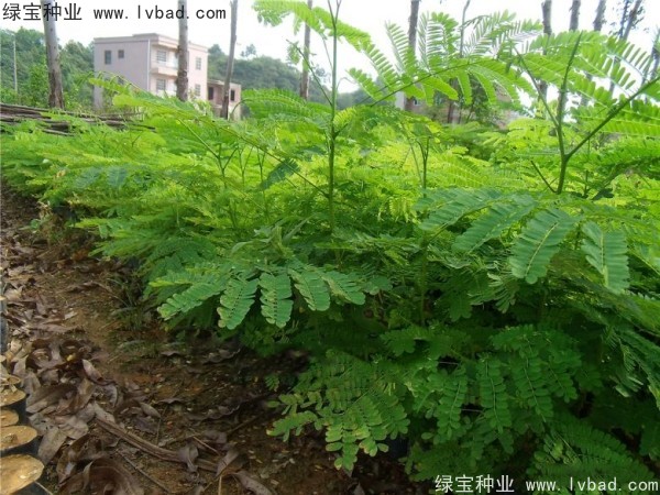 <a href='http://m.wuzhouwash.com/linmuzhongzi/1799.html' target='_blank'>紅花楹種子</a>
