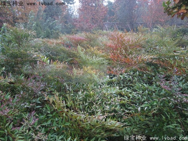 <a href='http://m.wuzhouwash.com/linmuzhongzi/1800.html' target='_blank'>紅天竹種子</a>