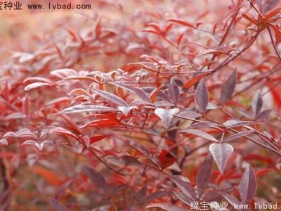 紅天竹種子