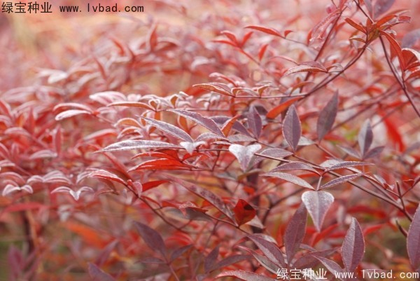 <a href='http://m.wuzhouwash.com/linmuzhongzi/1800.html' target='_blank'>紅天竹種子</a>