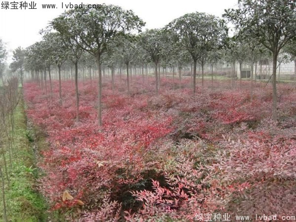 <a href='http://m.wuzhouwash.com/linmuzhongzi/1800.html' target='_blank'>紅天竹</a><a href='http://m.wuzhouwash.com/' target='_blank'>種子</a>