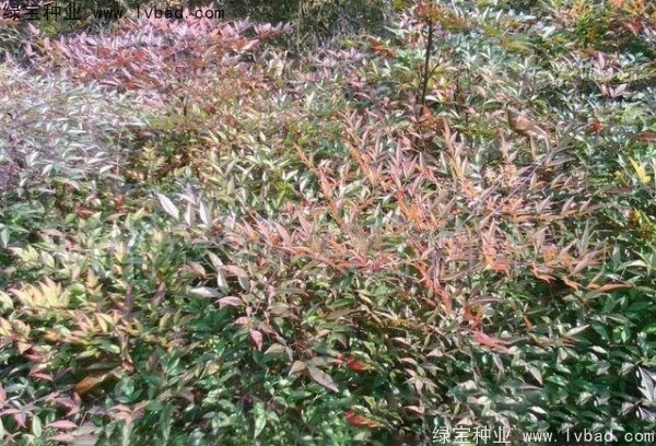 紅天竹<a href='http://m.wuzhouwash.com/' target='_blank'>種子</a>