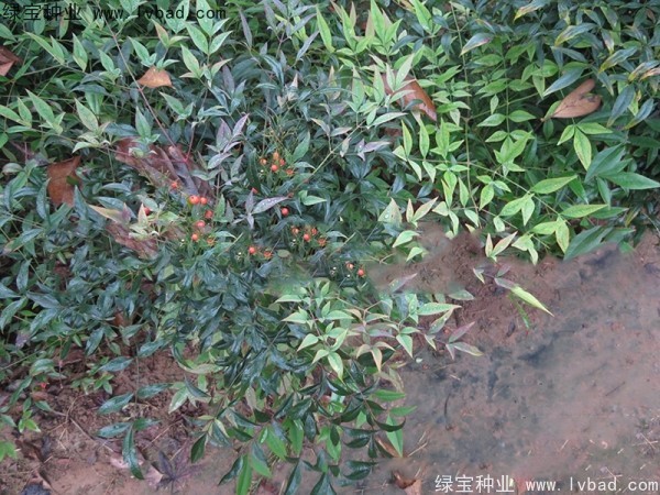 <a href='http://m.wuzhouwash.com/linmuzhongzi/1800.html' target='_blank'>紅天竹種子</a>