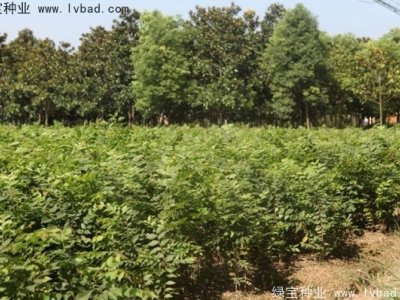 紅櫸種子
