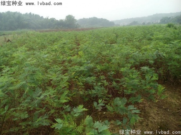 金<a href='http://m.wuzhouwash.com/linmuzhongzi/1718.html' target='_blank'>合歡種子</a>