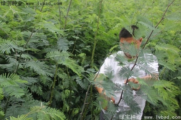 <a href='http://m.wuzhouwash.com/linmuzhongzi/1803.html' target='_blank'>金合歡種子</a>