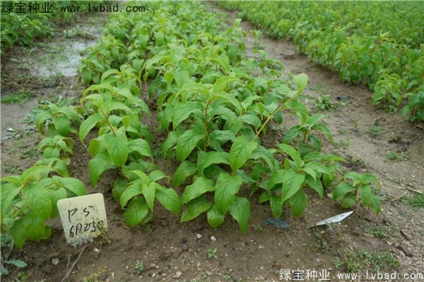 <a href='http://m.wuzhouwash.com/linmuzhongzi/1805.html' target='_blank'>君遷子種子</a>