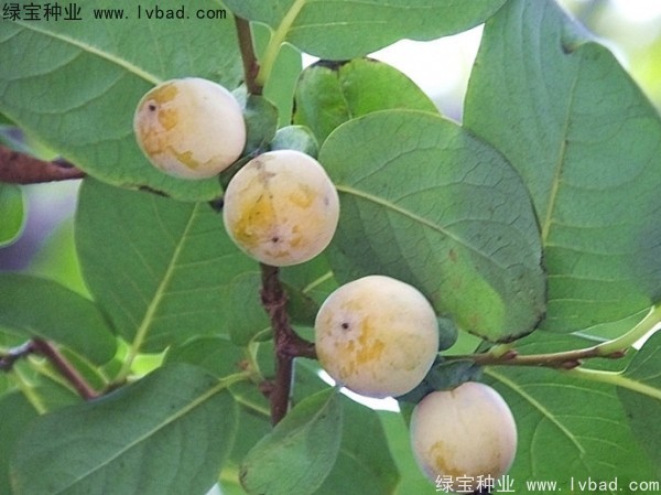 <a href='http://m.wuzhouwash.com/linmuzhongzi/1805.html' target='_blank'>君遷子種子</a>