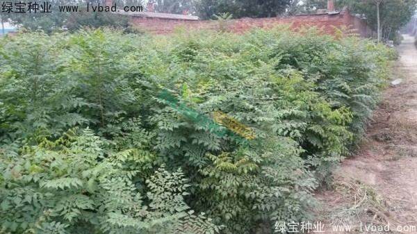 <a href='http://m.wuzhouwash.com/linmuzhongzi/1807.html' target='_blank'>北欒種子</a>